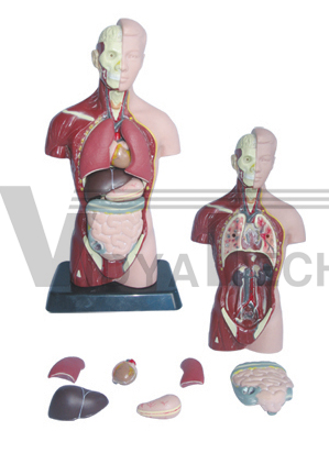 The model of mini dual-sex torso